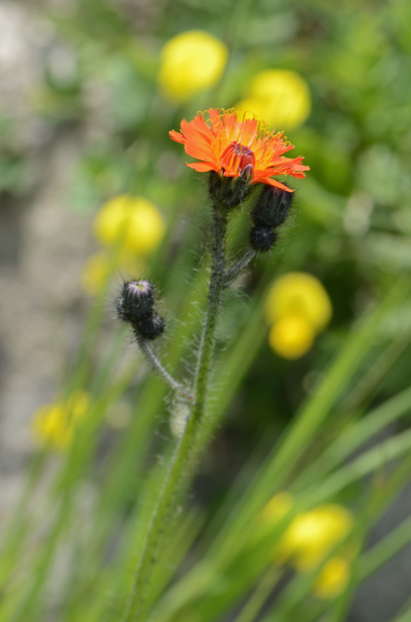 Pilosella aurantiaca / Pelosella aurea